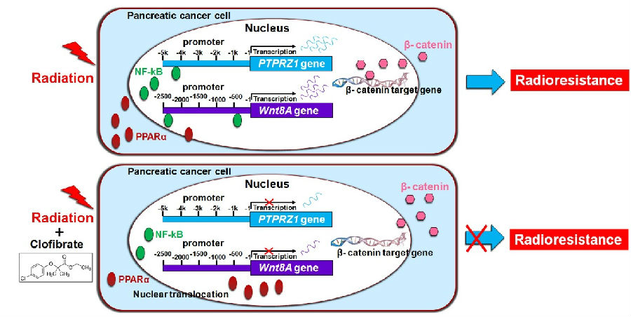 图1 pparα激动剂clofibrate调控wnt/β-catenin信号通路增加胰腺癌的